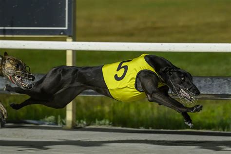 albion greyhounds|Zammit and Tzouvelis set for Group 1 glory at Albion Park.